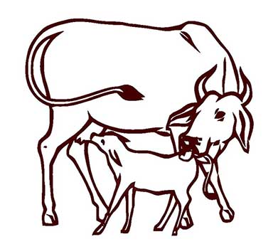 cow